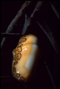 Flamingo Tongue, Salt Pier, Bonaire. F90X & 60mm lens in ... by Andy Heath 